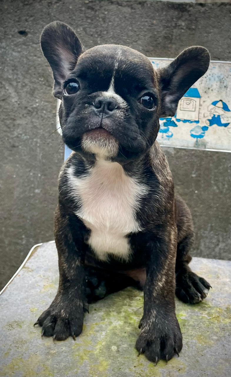 French Bulldog